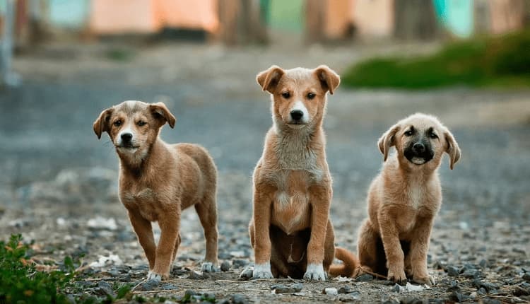 Animal Welfare